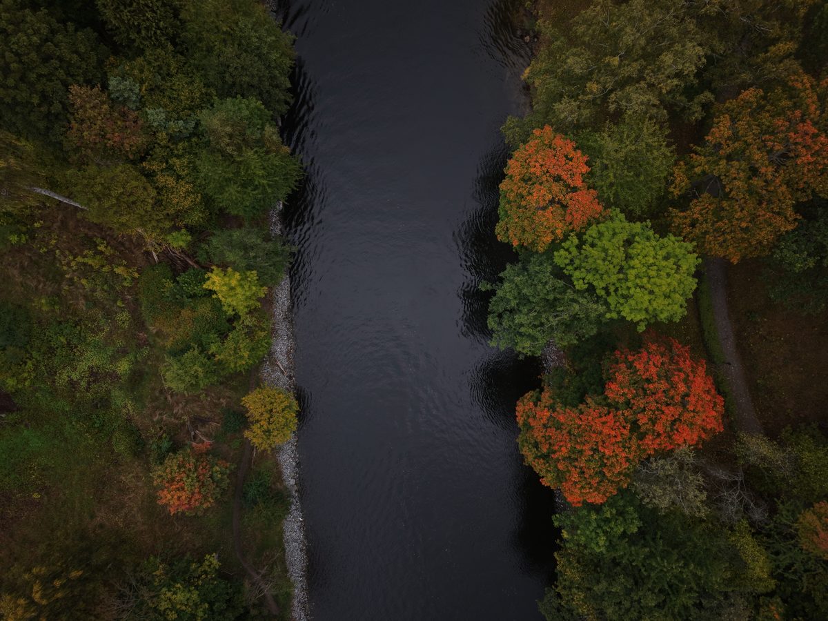 Å genom skog i höstfärger, rakt ovanifrån