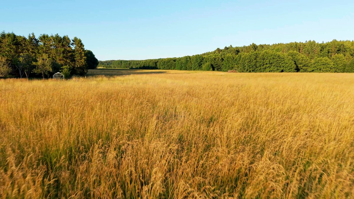 Fält med högt gyllene gräs i kvällssol vid en skogskant
