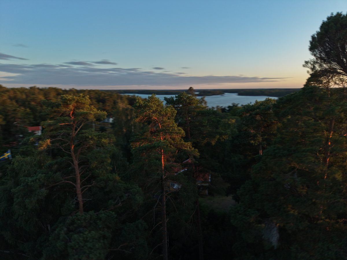 Tallskog och havet i kvällsljus