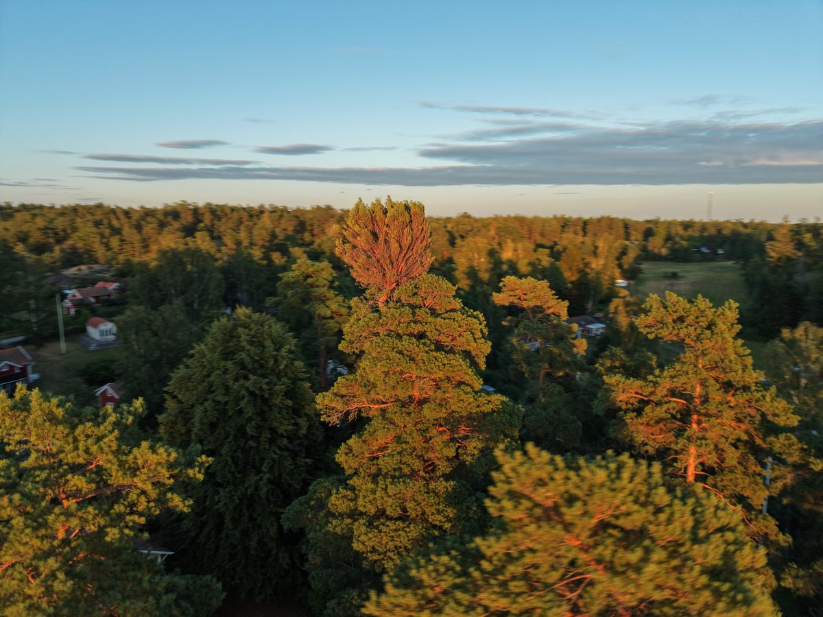 Tallkronor i varmt kvällsljus