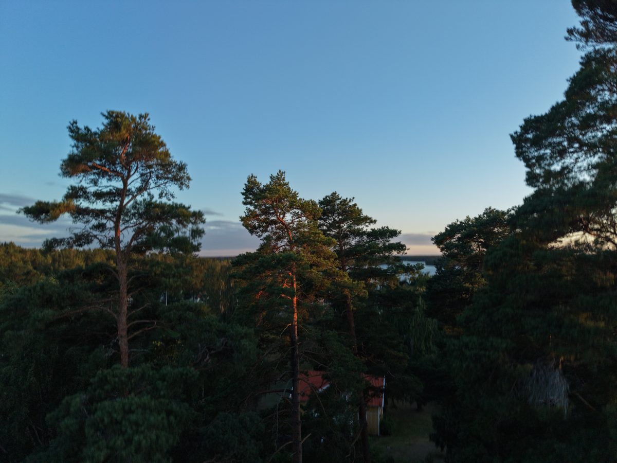 Höga tallar mot klarblå himmel